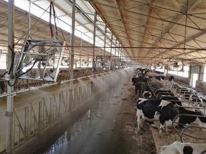 牛舍探花在线播放案例